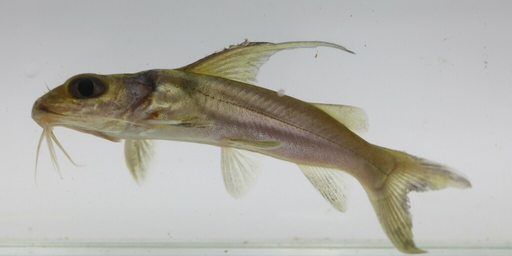 Goudmeerval (Chrysichthys auratus) — Claroteidae