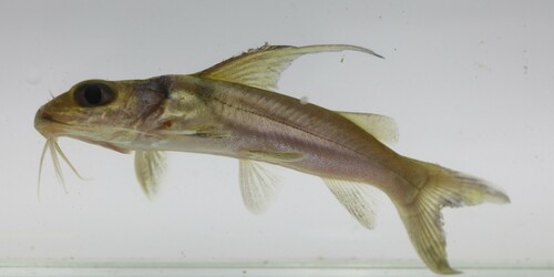 Golden Nile catfish (Chrysichthys auratus) — Claroteidae