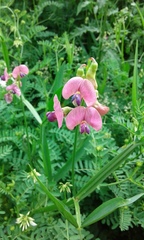 Lathyrus