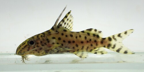 Featherfin squeaker (Synodontis eupterus) — Mochokidae