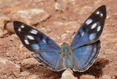Dynamine tithia tithia