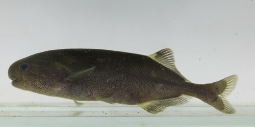 Elephant Fish (Pollimyrus isidori) — Mormyridae — 4