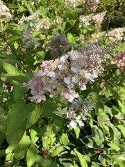 Hydrangea paniculata grandiflora
