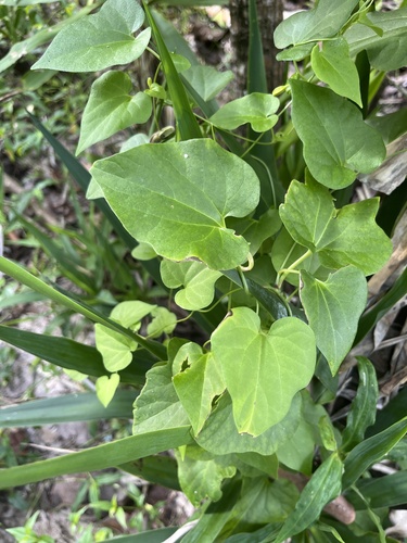 Aristolochia pentandra, photograph 2