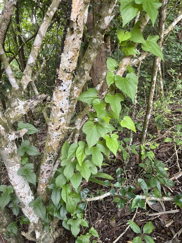 Aristolochia pentandra, photograph 3