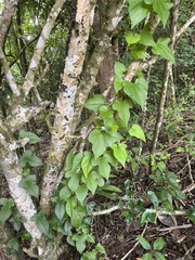 Aristolochia pentandra, photograph Bonnie Isaac, CC0, iNaturalist via GBIF