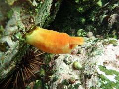 Halocynthia aurantium
