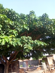 Ficus polita