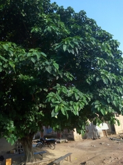 Ficus polita