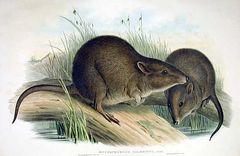 Gilbert's Potoroo photo 2