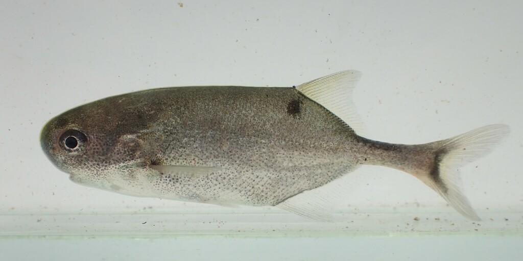 Sudan stonebasher (Petrocephalus soudanensis) — Mormyridae