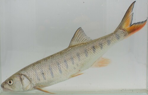 Senegal-sardijn (Raiamas senegalensis) — Cyprinidae — 4