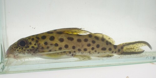 Catfish (Synodontis filamentosus) — Mochokidae