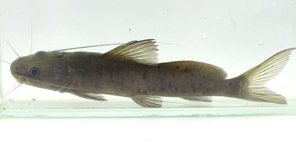 Catfish (Bagrus docmak) — Bagridae