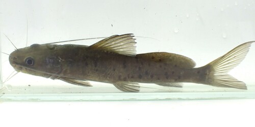 Catfish (Bagrus docmak) — Bagridae