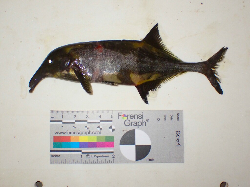 Trunkfish (Campylomormyrus tamandua) — Mormyridae