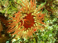 Cribrinopsis albopunctata