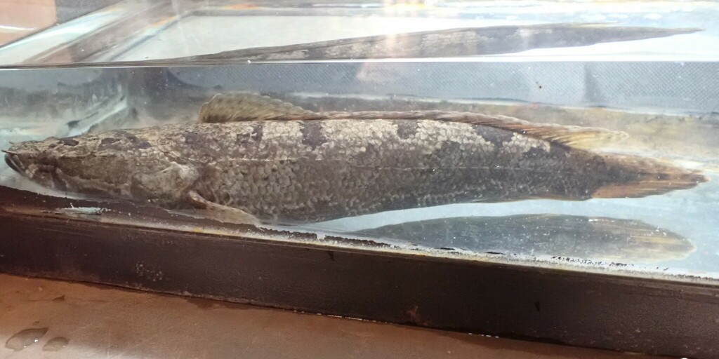 African snakehead (Parachanna obscura) — Channidae