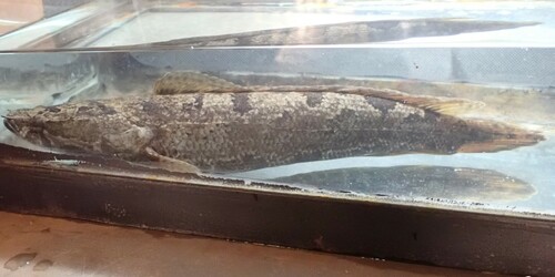 African snakehead (Parachanna obscura) — Channidae