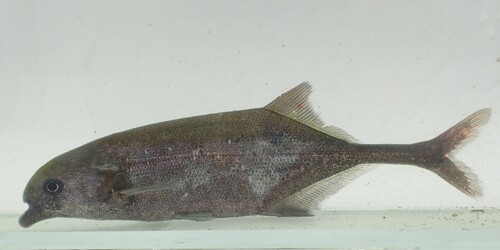 Trunkfish (Marcusenius senegalensis) — Mormyridae — 5