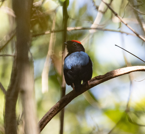 Blue-backed Manakin (Chiroxiphia pareola), photo 4