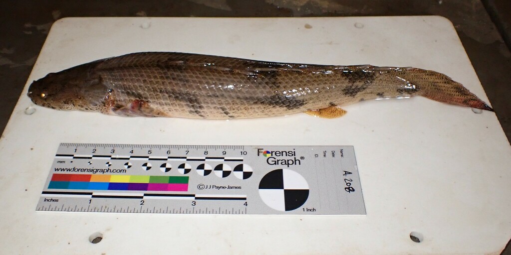 Saddled bichir (Polypterus endlicherii) — Polypteridae