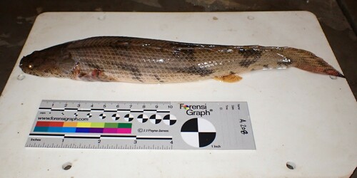 Saddled bichir (Polypterus endlicherii) — Polypteridae
