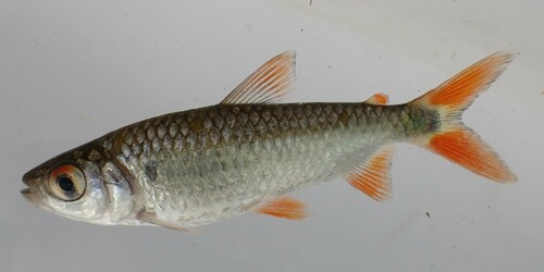 Nurse tetra (Brycinus nurse) — Alestidae