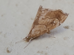 Scybalistodes periculosalis