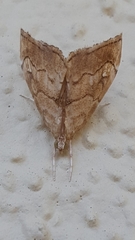 Scybalistodes periculosalis