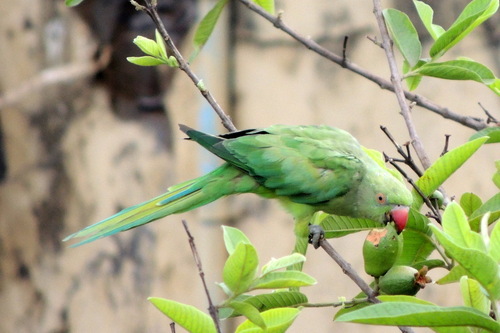 Psittacula krameri