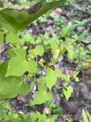 Marsh's Dutchman's-pipe (Aristolochia pentandra)