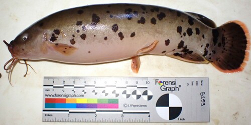 Electric Catfish