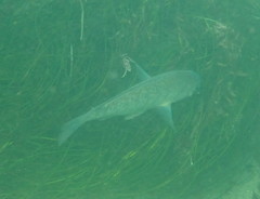 Amphistichus argenteus