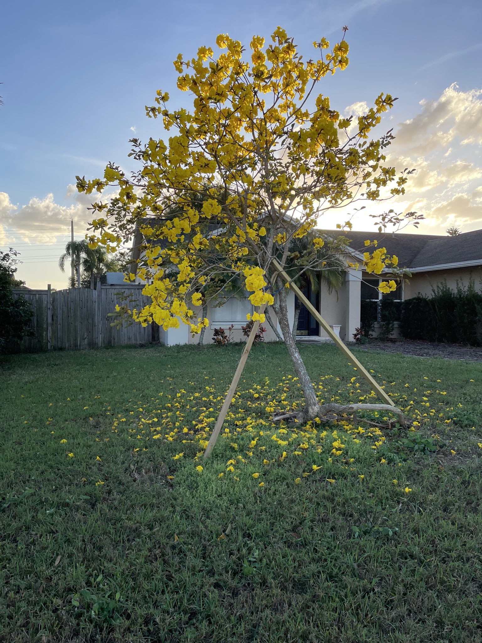 Imagem de Ipê-amarelo