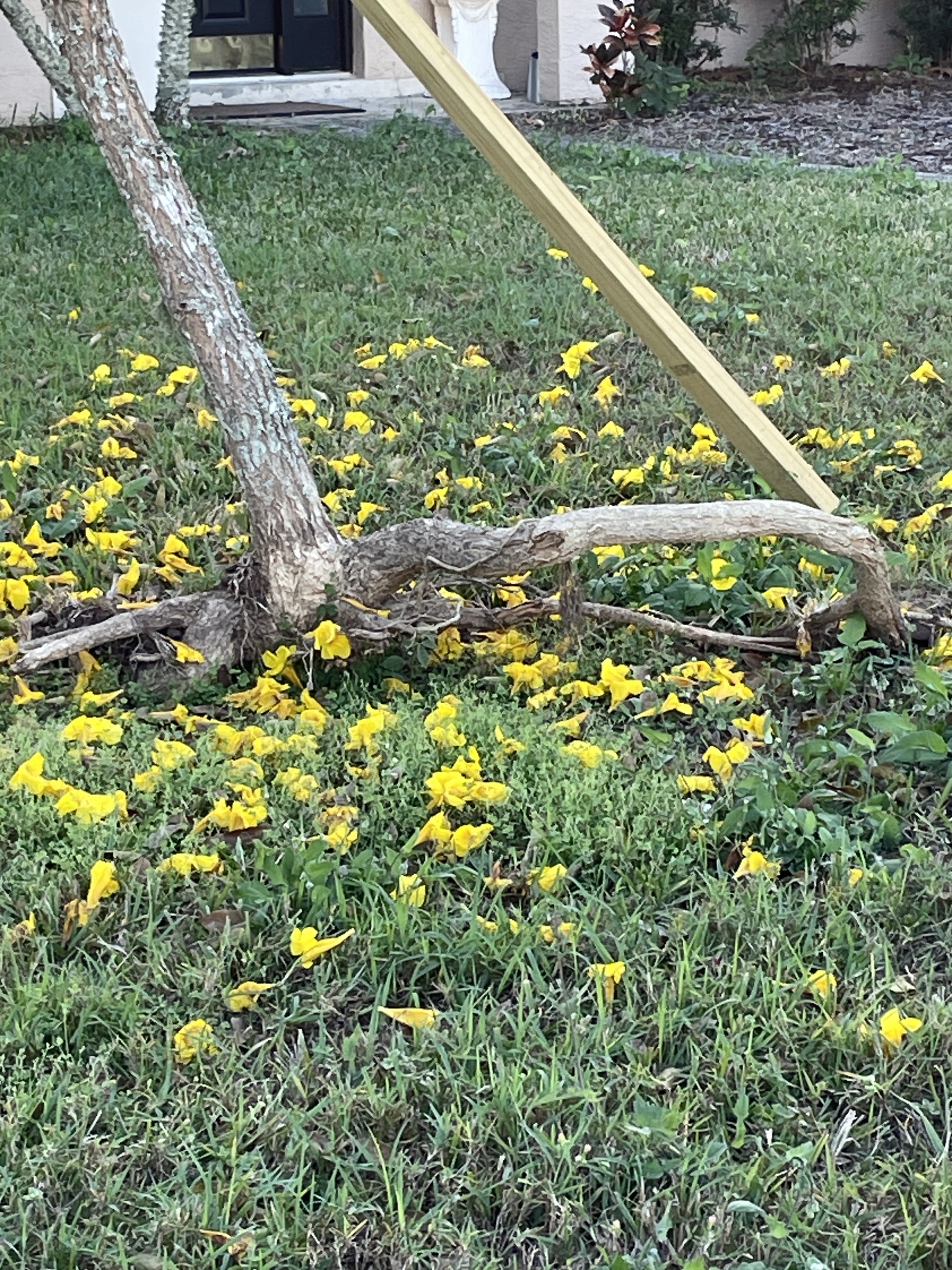 Imagem de Ipê-amarelo