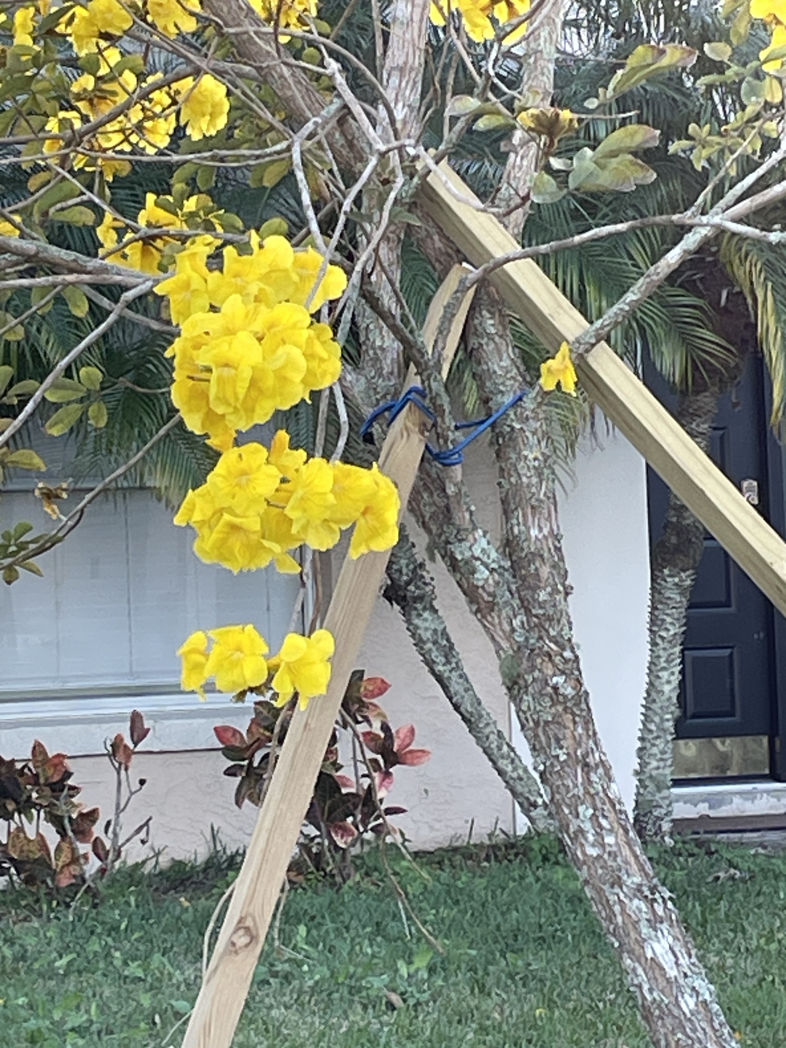 Imagem de Ipê-amarelo