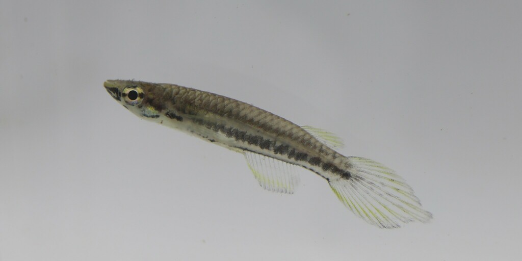 Banded panchax (Epiplatys bifasciatus) — Nothobranchiidae