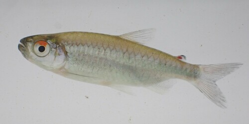 Western micralestes (Micralestes occidentalis) — Alestidae