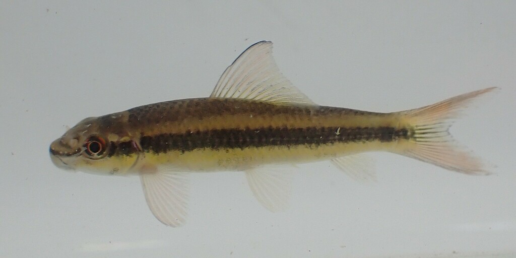 Smallmouth labeo (Labeo parvus) — Cyprinidae