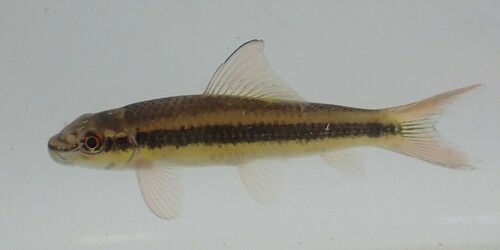 Smallmouth labeo (Labeo parvus) — Cyprinidae