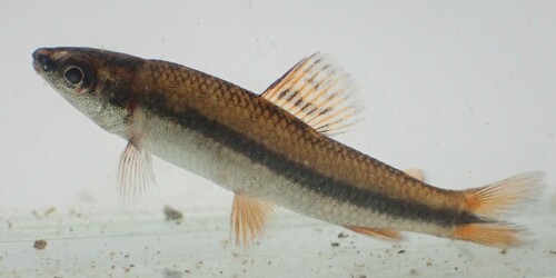 Ansorge's darter tetra (Nannocharax ansorgii) — Distichodontidae