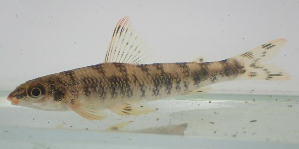 Banded African darter tetra (Nannocharax fasciatus) — Distichodontidae
