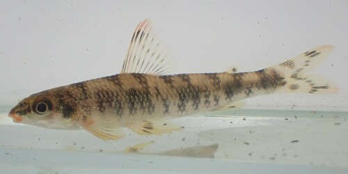 Banded African darter tetra (Nannocharax fasciatus) — Distichodontidae