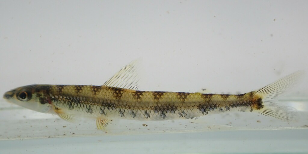 African darter tetra (Nannocharax occidentalis) — Distichodontidae