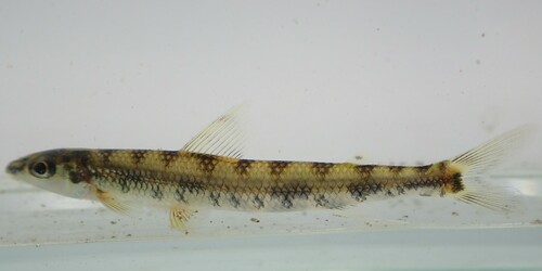 African darter tetra (Nannocharax occidentalis) — Distichodontidae