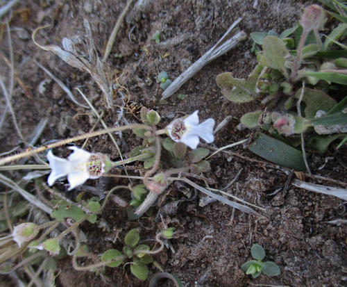 Diclis petiolaris image