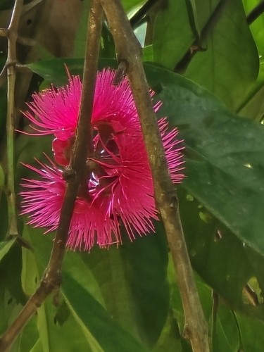 Image of Syzygium malaccense by no rights reserved