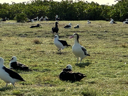Phoebastria albatrus, 2025-01-13