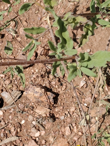 Image of Helianthus pumilus by (c) Bob Miller, some rights reserved (CC BY)